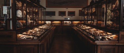 Glass display cases filled with rocks and fossils line a museum gallery.