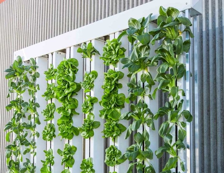 vertical garden